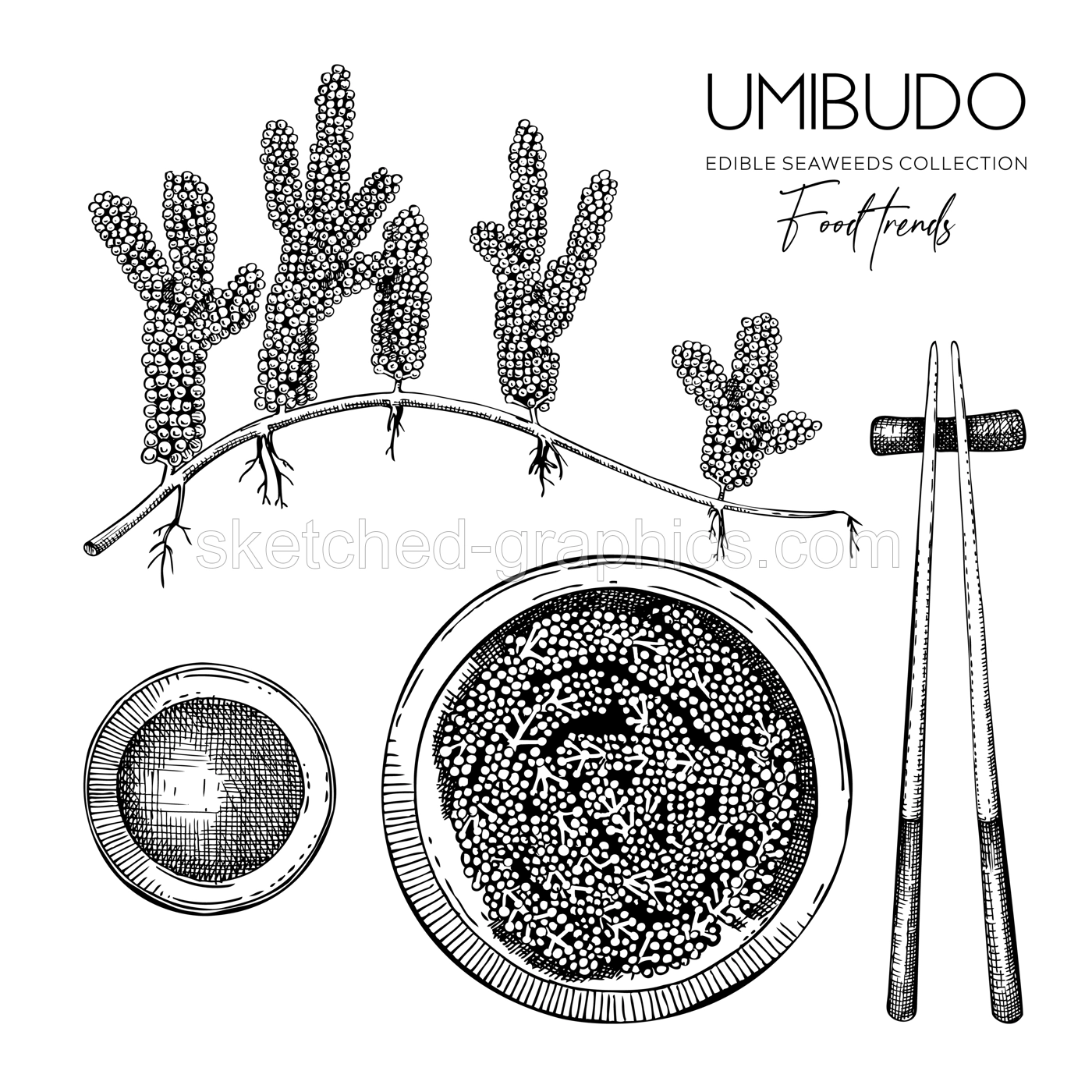 Hand drawn sea grapes illustration. Umibudo salad sketch. Green caviar. Edible seaweed vector drawing isolated on white background. Asian cuisine design element Illustration